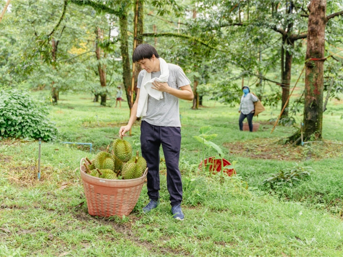【RCEP财讯】首批33家马来西亚企业获准出口鲜果榴梿至中国 【RCEP财讯】首批33家马来西亚企业获准出口鲜果榴梿至中国