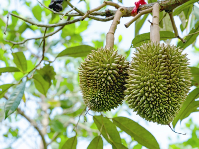 【RCEP财讯】马来西亚榴梿出口2030年目标达18亿林吉特 【RCEP财讯】马来西亚榴梿出口2030年目标达18亿林吉特