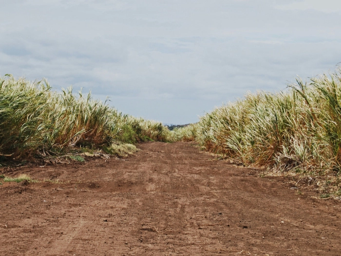 【RCEP财讯】菲律宾政府决定将年度原糖产量全部分配给国内使用 【RCEP财讯】菲律宾政府决定将年度原糖产量全部分配给国内使用