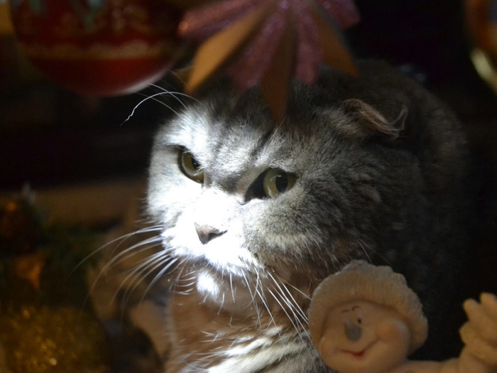 【RCEP财讯】韩国宠物经济蓬勃发展,宠物市场规模预计2027年将达6万亿韩元 【RCEP财讯】韩国宠物经济蓬勃发展,宠物市场规模预计2027年将达6万亿韩元