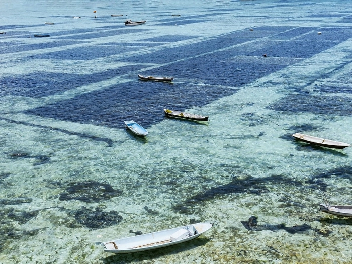 【RCEP财讯】越南海藻养殖业前景广阔,有望成为碳信用额新资源 【RCEP财讯】越南海藻养殖业前景广阔,有望成为碳信用额新资源