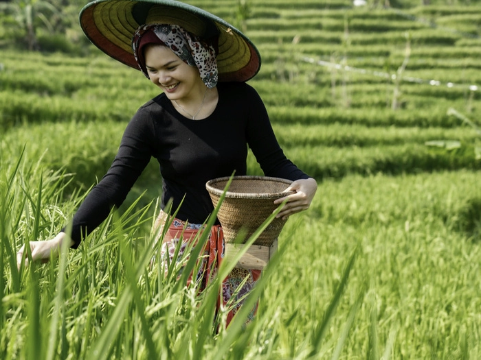 【RCEP财讯】菲律宾大米进口量突破300万公吨大关 【RCEP财讯】菲律宾大米进口量突破300万公吨大关