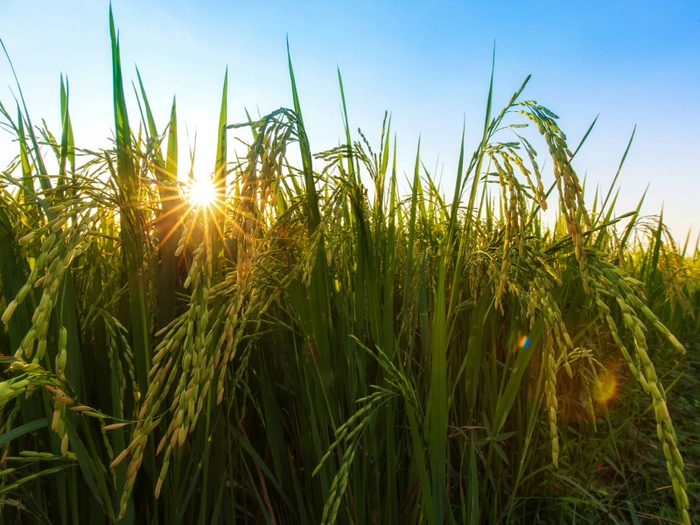 【RCEP财讯】缅甸大米出口不受台风亚基影响,库存达400万吨 【RCEP财讯】缅甸大米出口不受台风亚基影响,库存达400万吨