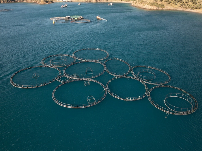 【RCEP财讯】缅甸2024-2025财年上半年渔业产品出口收入达1.76亿美元 【RCEP财讯】缅甸2024-2025财年上半年渔业产品出口收入达1.76亿美元