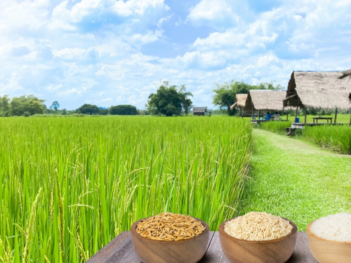 【RCEP财讯】日本大米价格飙升,创50年来最大涨幅 【RCEP财讯】日本大米价格飙升,创50年来最大涨幅