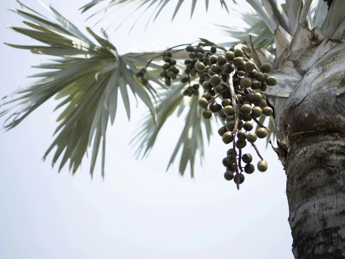 【RCEP财讯】马来西亚棕榈油出口税上调至9.5%,三年来首次调整 【RCEP财讯】马来西亚棕榈油出口税上调至9.5%,三年来首次调整