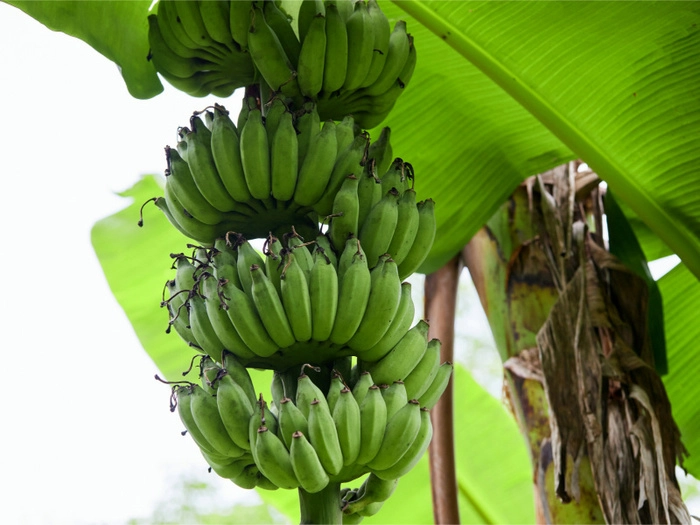 【RCEP财讯】首批老挝香蕉顺利抵京,中老铁路冷链专列助力京津冀果品供应 【RCEP财讯】首批老挝香蕉顺利抵京,中老铁路冷链专列助力京津冀果品供应