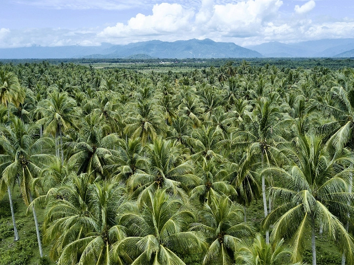 【RCEP财讯】斯里兰卡椰子产量大幅下降,国内购买排长队 【RCEP财讯】斯里兰卡椰子产量大幅下降,国内购买排长队