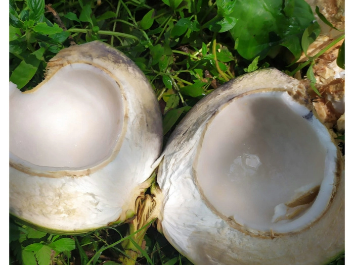 【RCEP财讯】越南新鲜椰子出口迎来国际市场新机遇 【RCEP财讯】越南新鲜椰子出口迎来国际市场新机遇