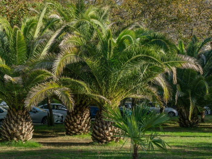 【RCEP财讯】印尼监察员强调可持续棕榈油行业治理需支持生物柴油发展 【RCEP财讯】印尼监察员强调可持续棕榈油行业治理需支持生物柴油发展