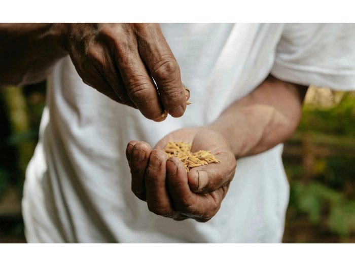 【RCEP财讯】越南大米出口持续强劲,出口额突破50亿美元 【RCEP财讯】越南大米出口持续强劲,出口额突破50亿美元