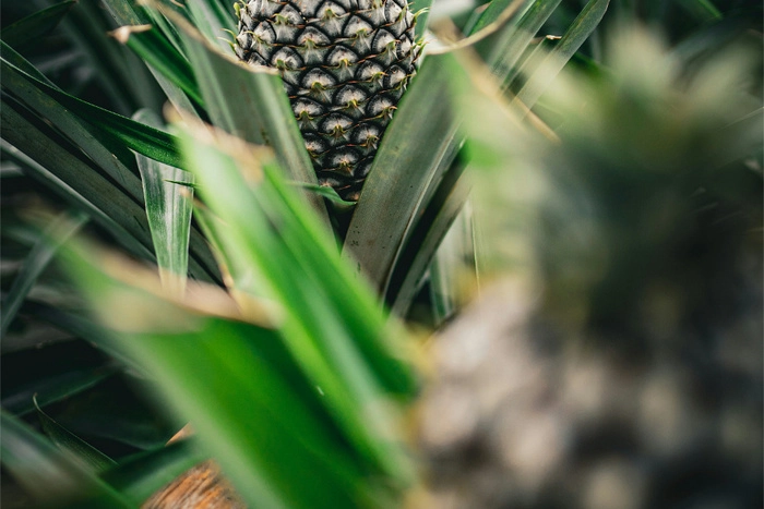 马来西亚黄梨工业局:全年出口额预计突破10亿林吉特 马来西亚黄梨工业局:全年出口额预计突破10亿林吉特