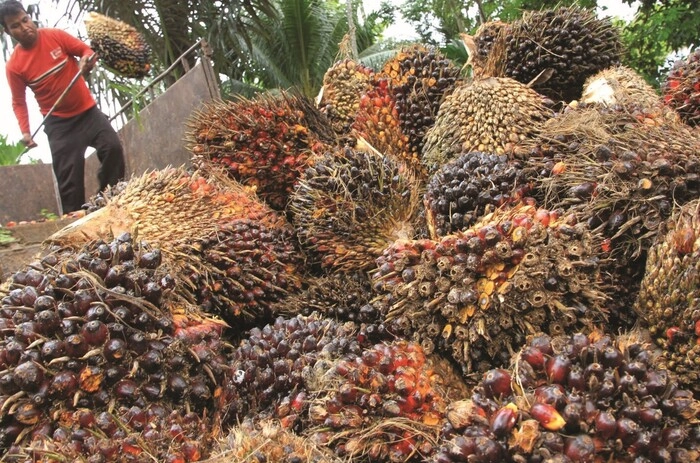 马来西亚计划成为中亚最大棕油供应国 马来西亚计划成为中亚最大棕油供应国