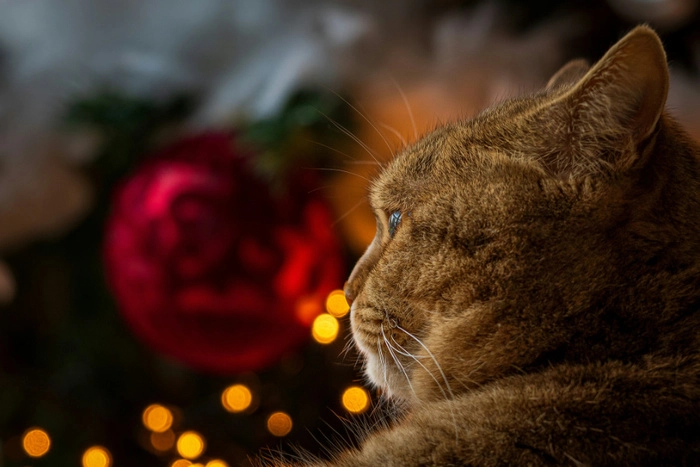 新加坡放宽禁令 居住在组屋的居民可合法养猫 新加坡放宽禁令 居住在组屋的居民可合法养猫