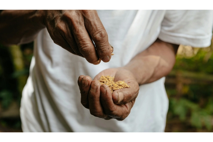 菲律宾计划宣布“大米粮食安全紧急状态” 以稳定价格 菲律宾计划宣布“大米粮食安全紧急状态” 以稳定价格