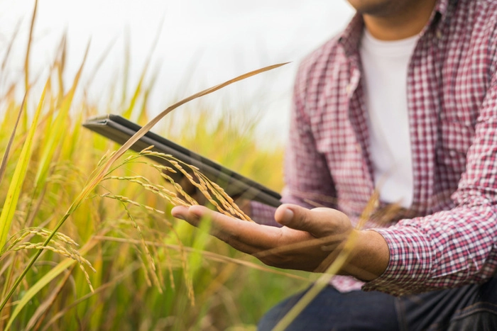 日本面临“蛋荒”“米荒”,政府或首次动用储备米 日本面临“蛋荒”“米荒”,政府或首次动用储备米