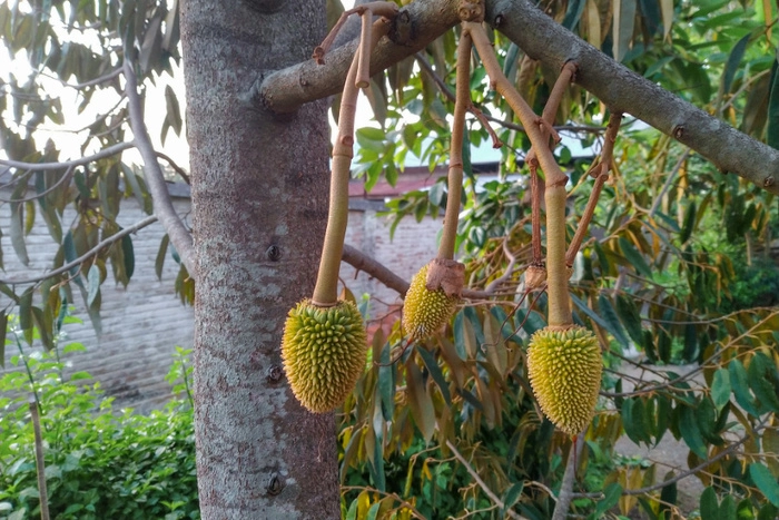 马来西亚榴梿输华增长,或成中国重要供应国 马来西亚榴梿输华增长,或成中国重要供应国