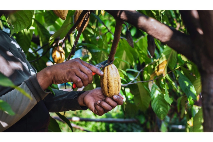 马来西亚可可与巧克力出口增长64% 马来西亚可可与巧克力出口增长64%