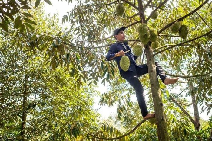 越南榴梿出口遭遇挑战,出口量锐减80% 越南榴梿出口遭遇挑战,出口量锐减80%