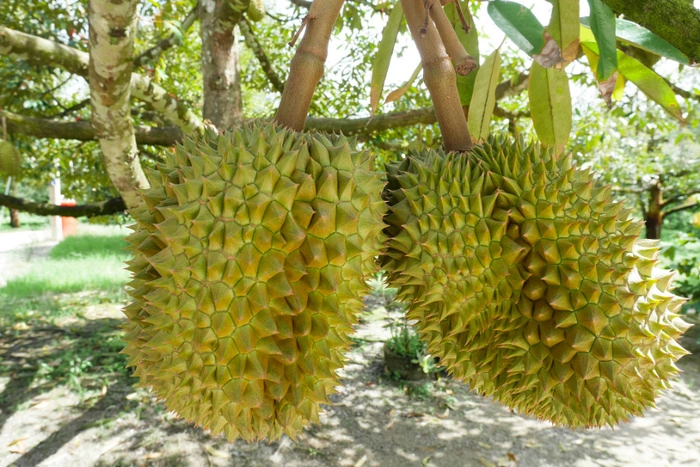 泰国顺丰与泰国苏商总会启动榴莲合作直播基地  推动中泰水果贸易与物流合作 泰国顺丰与泰国苏商总会启动榴莲合作直播基地  推动中泰水果贸易与物流合作