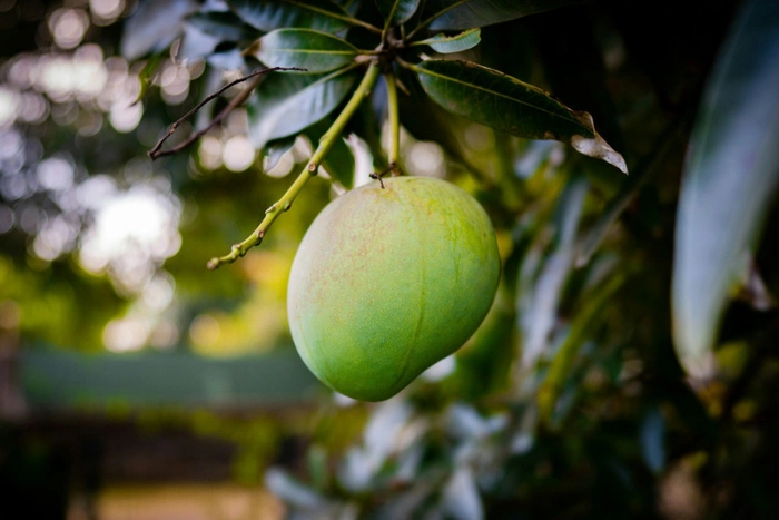 泰国商业部宣布2025年为“泰国水果黄金年” 泰国商业部宣布2025年为“泰国水果黄金年”