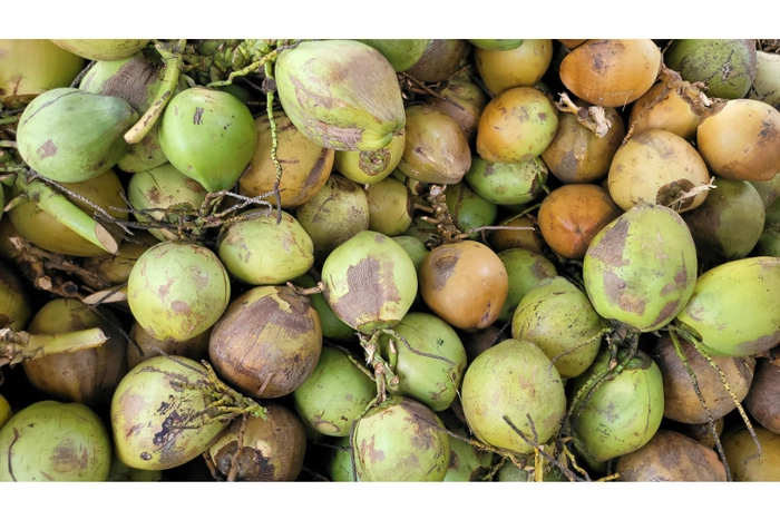 中国正式批准马来西亚新鲜椰子输华  拓展农业出口版图 中国正式批准马来西亚新鲜椰子输华  拓展农业出口版图