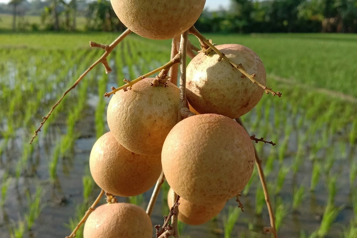 深圳大铲湾港进口柬埔寨龙眼大幅增长,通关效率提升显著 深圳大铲湾港进口柬埔寨龙眼大幅增长,通关效率提升显著