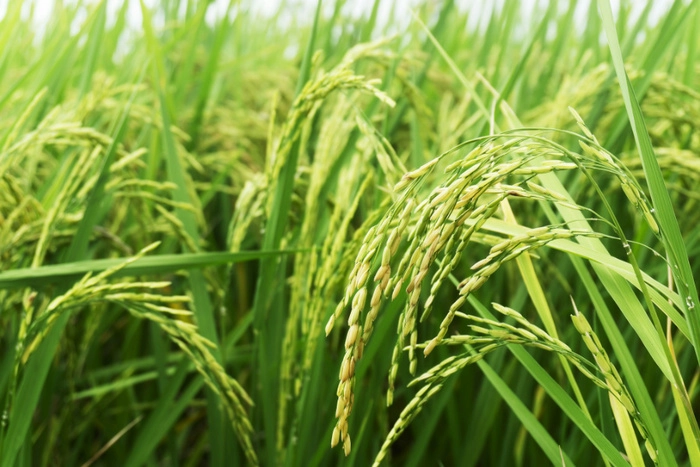 日本政府再推新措施稳定米价 计划投放30万吨储备米应对历史高价 日本政府再推新措施稳定米价 计划投放30万吨储备米应对历史高价