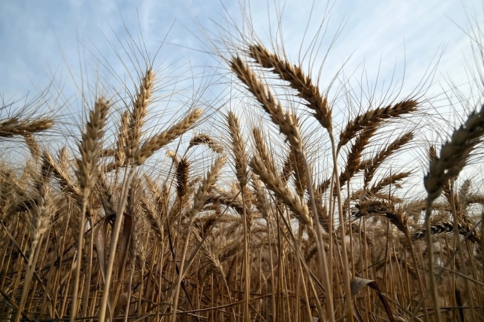 印尼面粉厂协会将签署协议 未来五年每年进口100万吨美国小麦 印尼面粉厂协会将签署协议 未来五年每年进口100万吨美国小麦