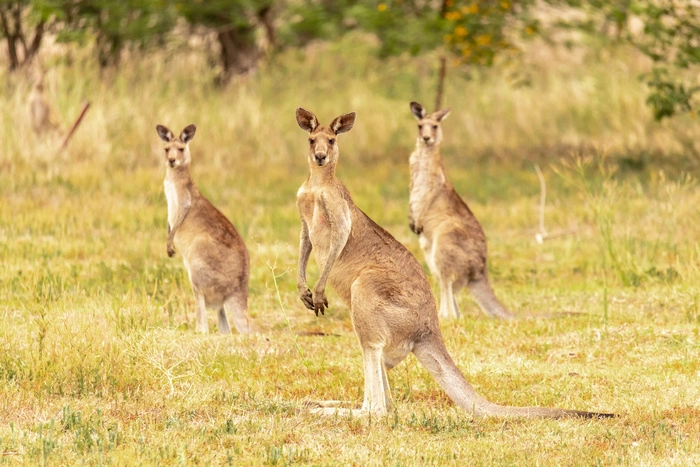 印尼将发行首批“袋鼠债券”  拓展融资渠道连接澳洲市场 印尼将发行首批“袋鼠债券”  拓展融资渠道连接澳洲市场