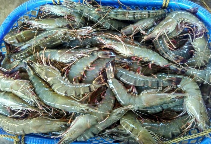 美加征关税重挫印尼虾类出口业 美加征关税重挫印尼虾类出口业