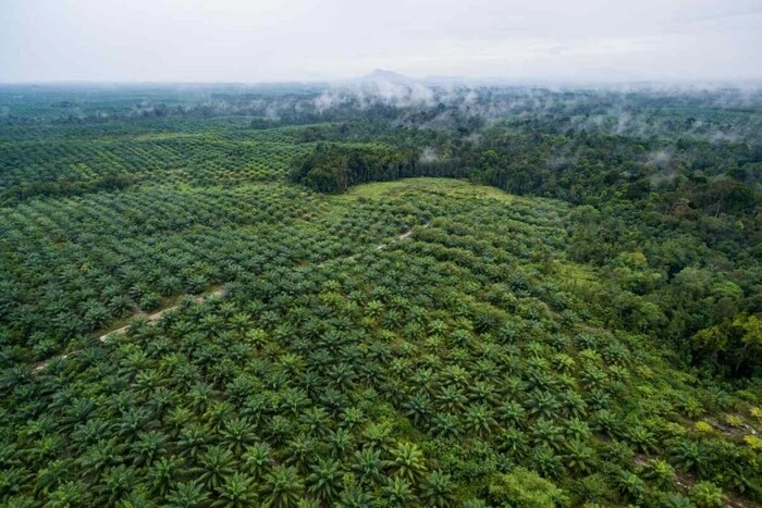 美国原则同意豁免印尼棕榈油等产品关税 美国原则同意豁免印尼棕榈油等产品关税