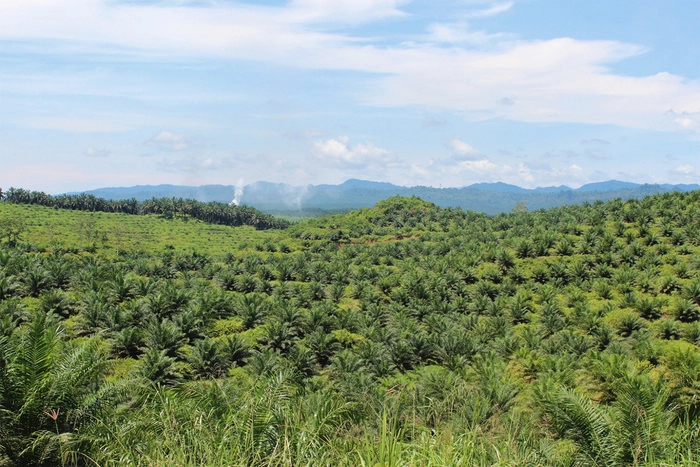 棕榈油库存下降  马来西亚出口需求带动市场回暖 棕榈油库存下降  马来西亚出口需求带动市场回暖