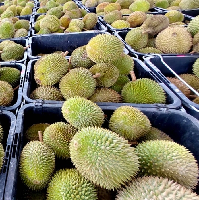 马来西亚榴梿出口飙升　2023年突破15亿林吉特