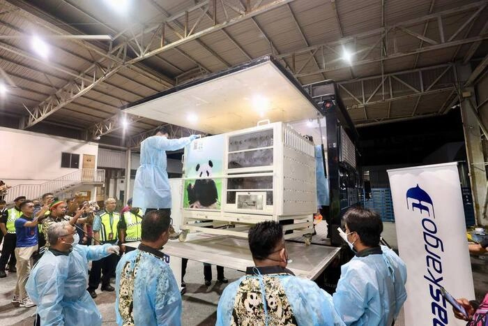 中国大熊猫“辰星”“晓月”抵达吉隆坡 中国大熊猫“辰星”“晓月”抵达吉隆坡