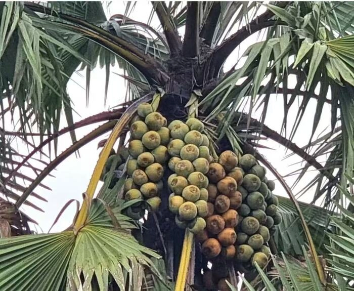 马来西亚2025年原棕油产量有望突破1950万吨