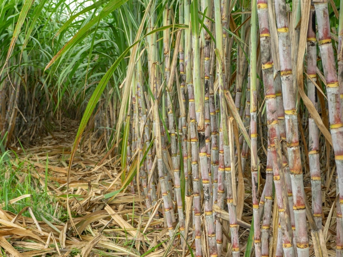 泰国甘蔗价暴跌　农户加速转种木薯