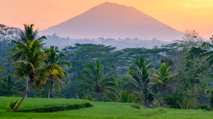 印尼将收紧非法棕榈油种植园管理   65亿美元罚款或施压供应链