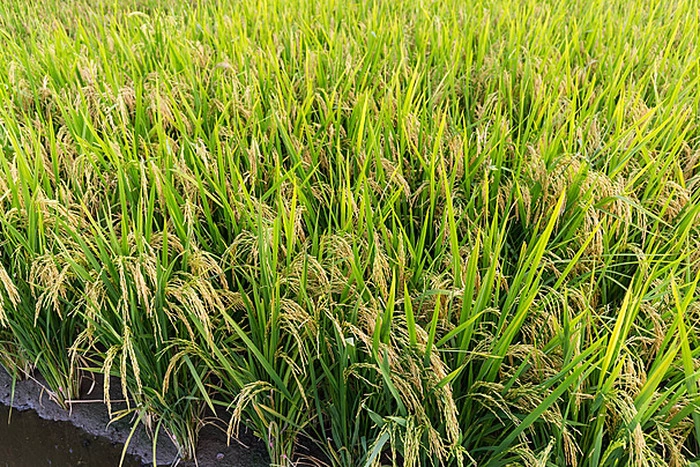 2025年泰国大米出口量达790万吨 出口总值1482亿泰铢 2025年泰国大米出口量达790万吨 出口总值1482亿泰铢